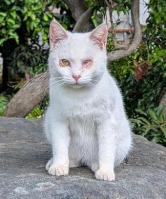 猫逸走40番2