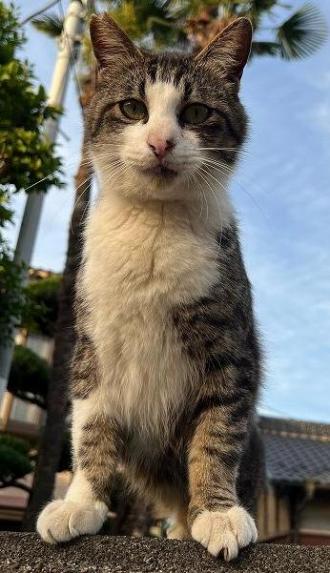 猫逸走18番