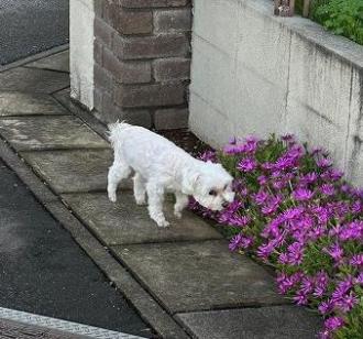 犬保護1番