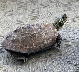 その他逸走4番
