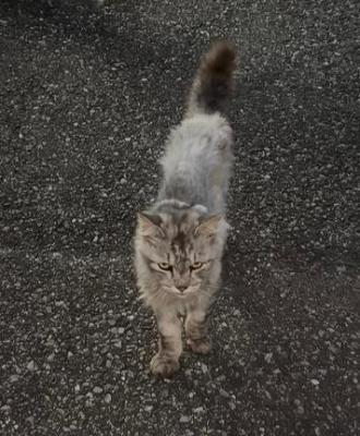 猫保護13番