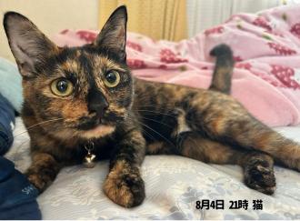 猫逸走41番