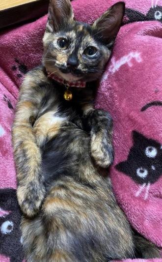 猫逸走41番2