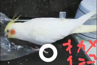 他逸走9番