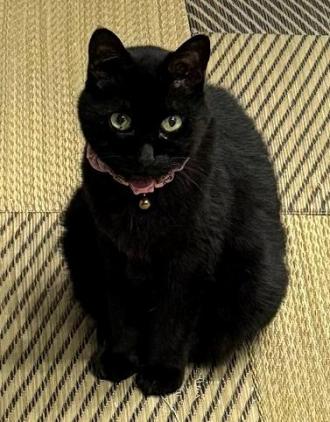 猫逸走54番