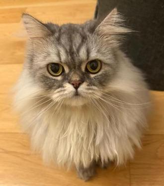 猫逸走56番