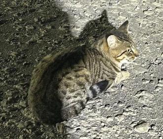 猫保護23番