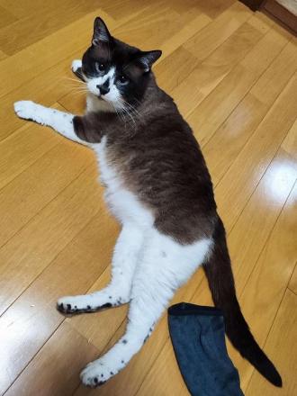猫逸走59番