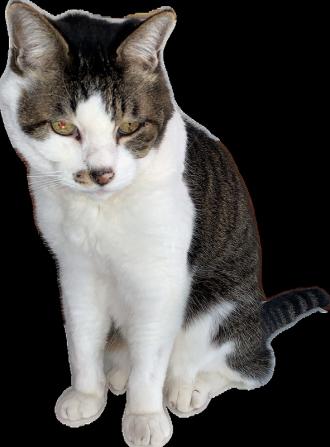 猫逸走61番