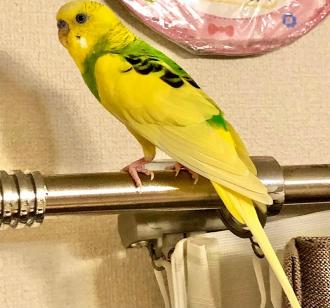 他逸走11番