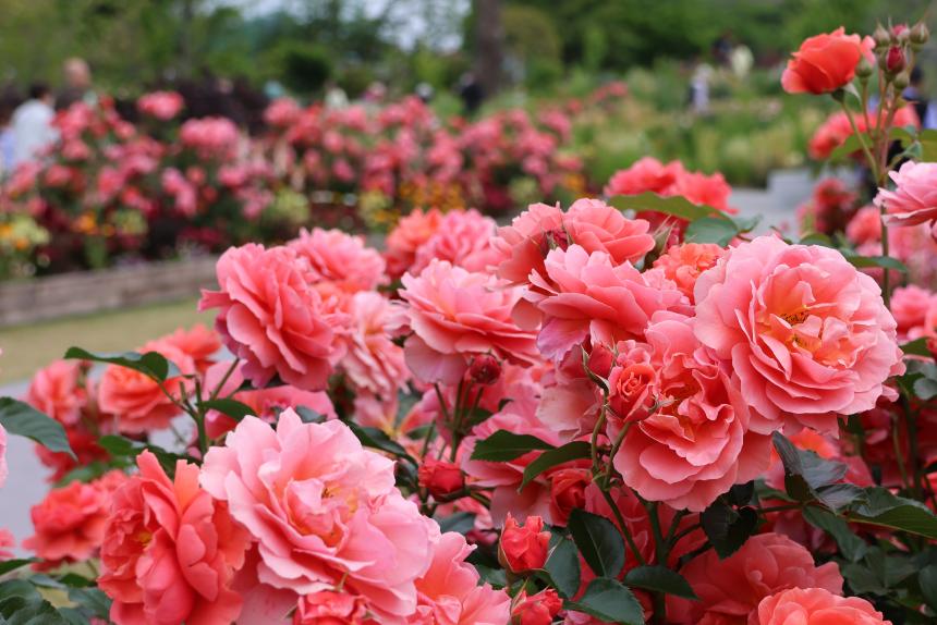 ルデパールドアヤセ