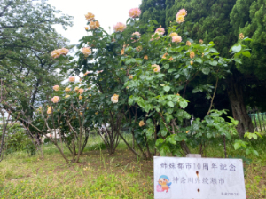 バラ引き