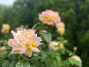 バラ寄り