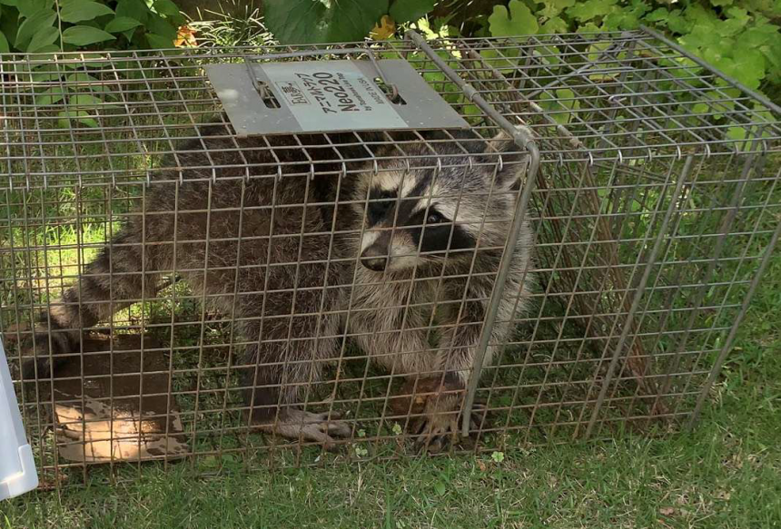 アライグマ箱わな捕獲