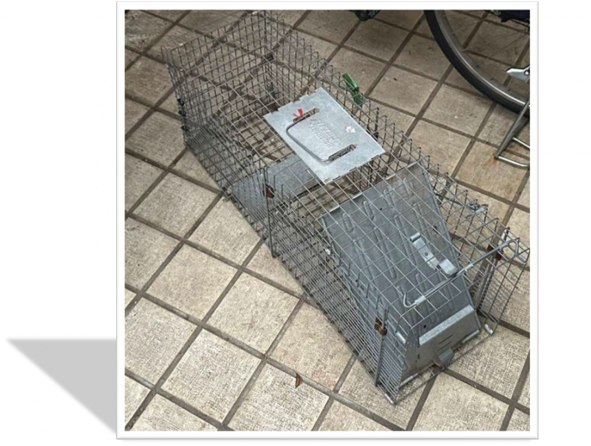 箱わな