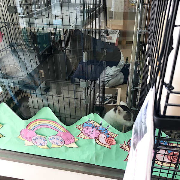 猫のお世話