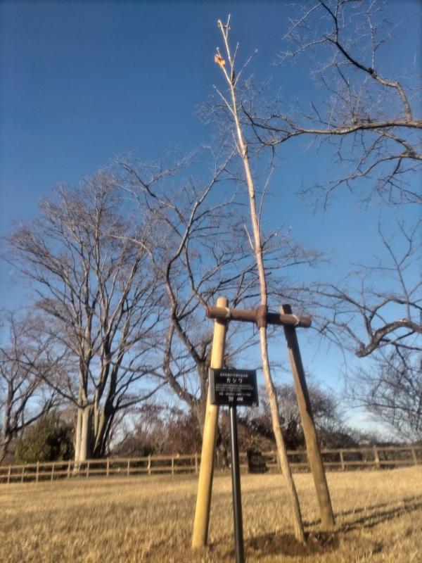 あけぼの山公園