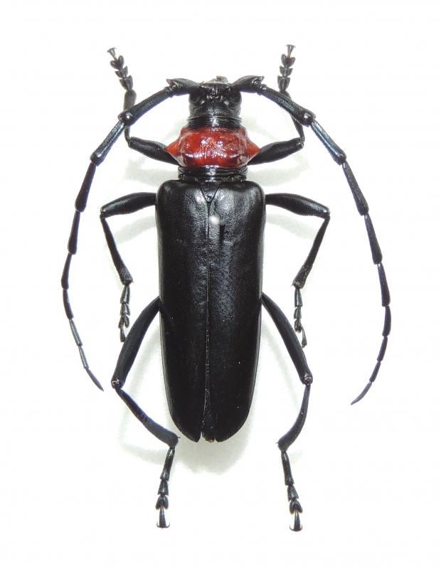 クビアカツヤカミキリの成虫の写真1