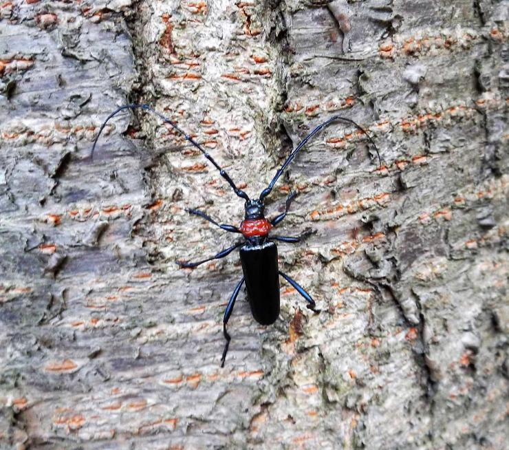 クビアカツヤカミキリの成虫の写真2