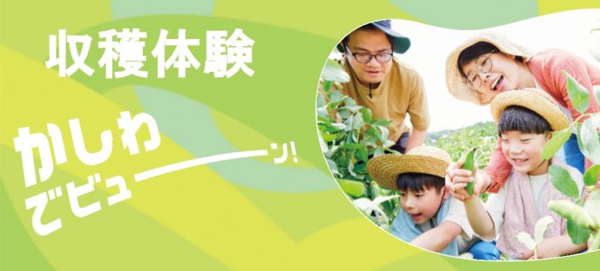 収穫体験