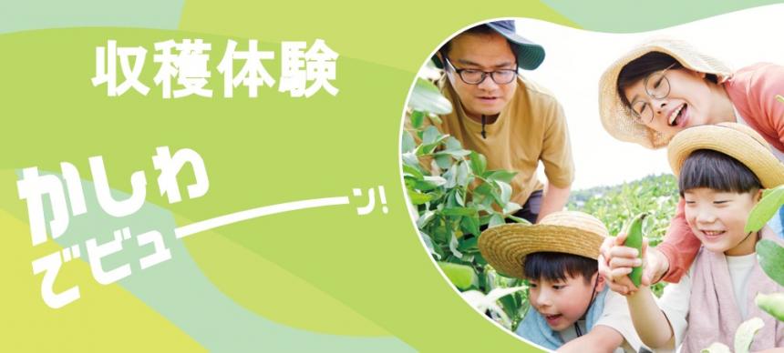 収穫体験