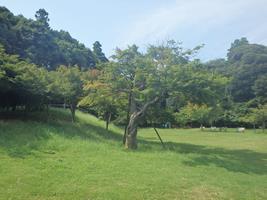 芝生が広がる公園