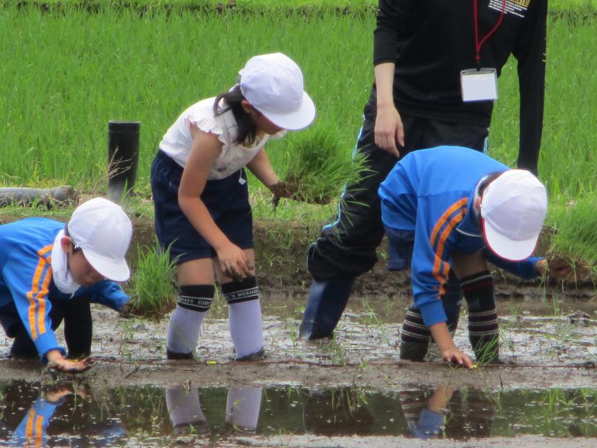 田植えの様子