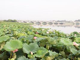 ハスの群生地から望む手賀大橋